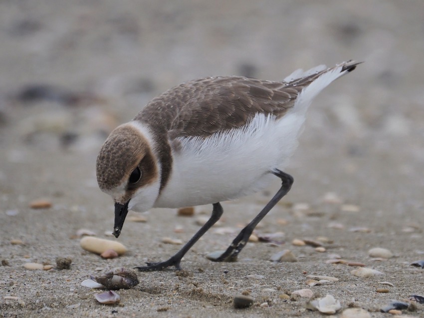 Il giovane Fratino (Charadrius alexandrinus) e le vongole..